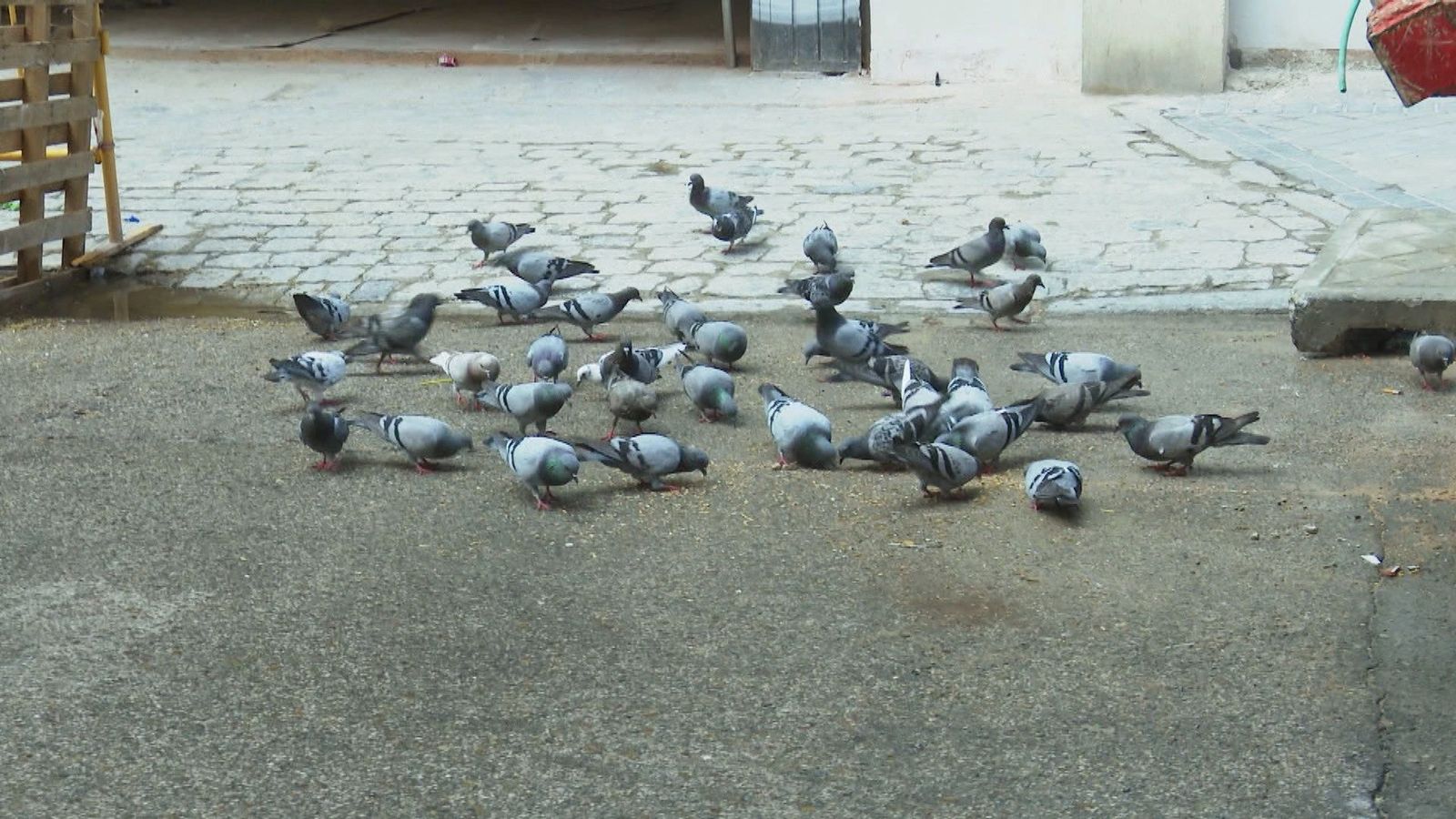 Las palomas invaden el barrio de Delicias