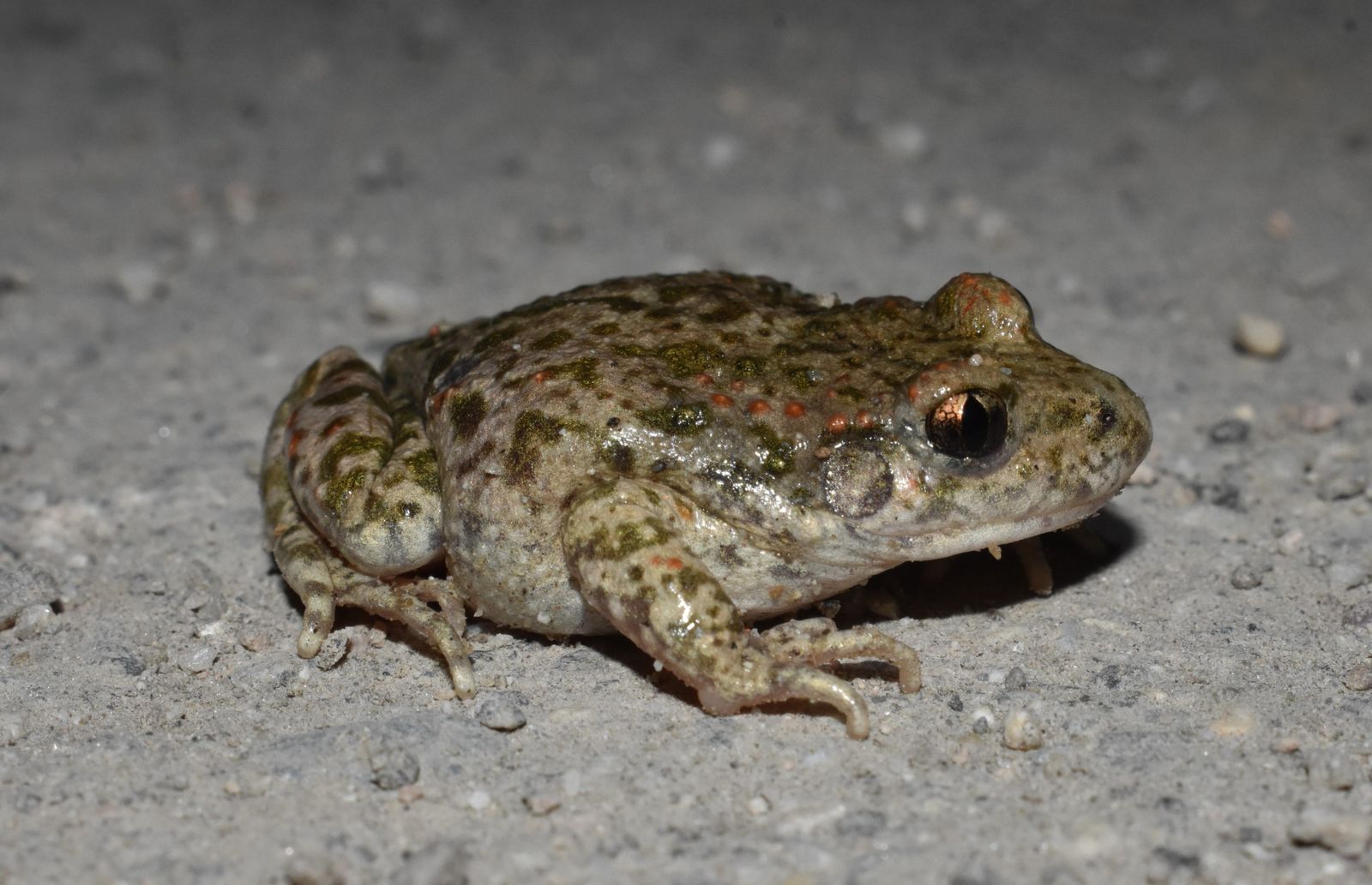 Ejemplar de sapo  'Alytes almogavarii'