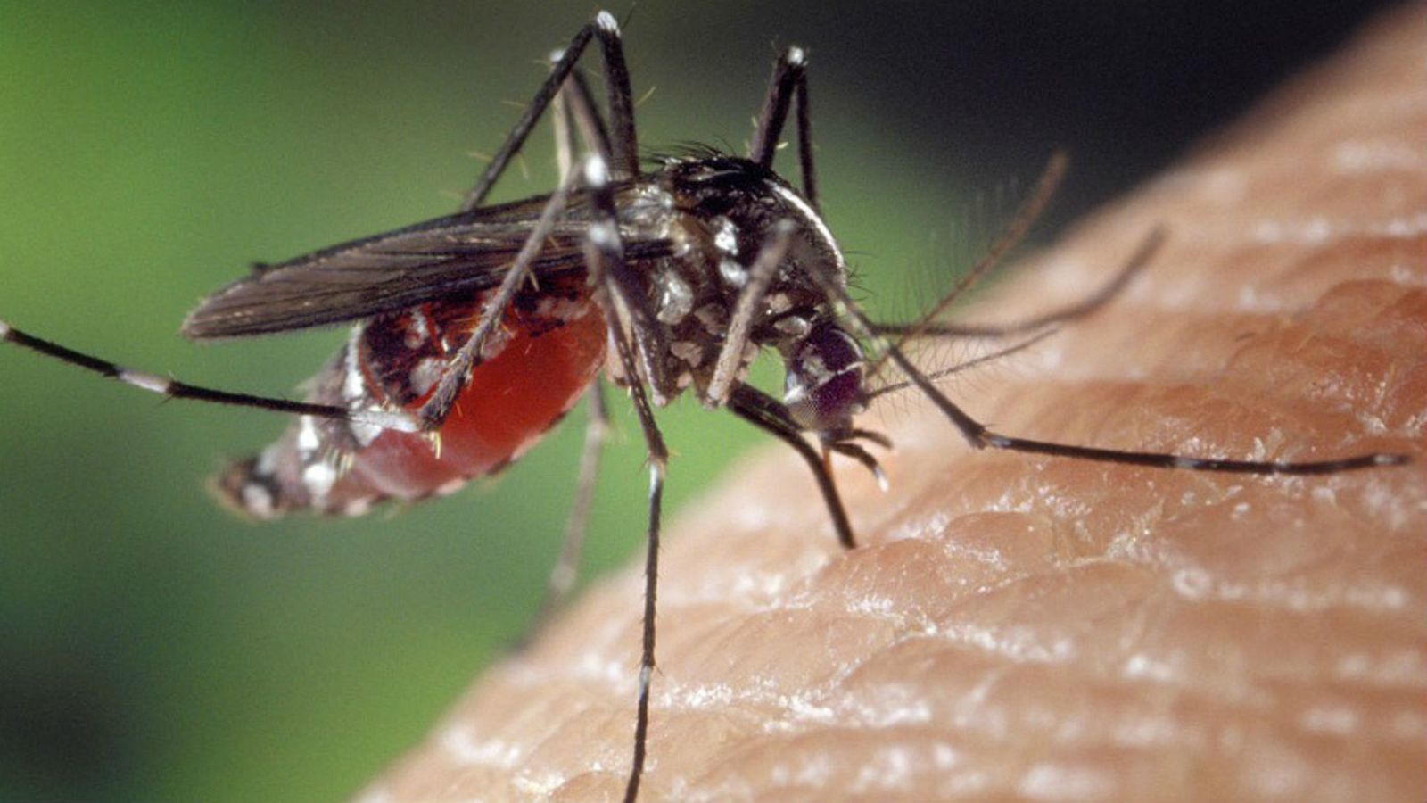 Mosquito