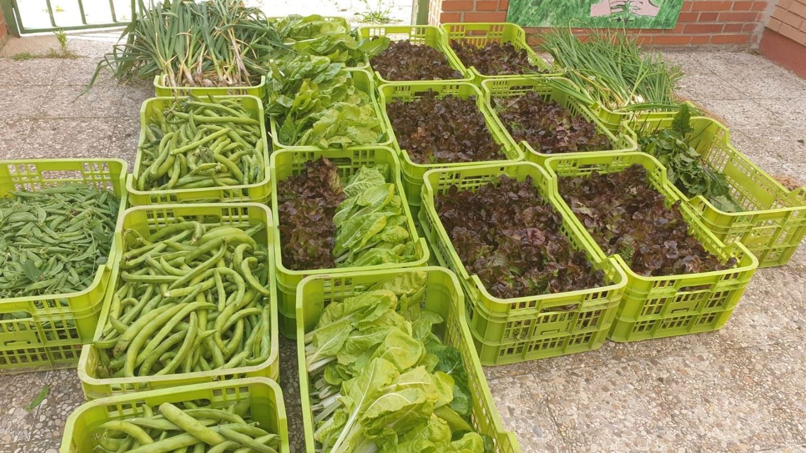 Verduras y hortalizas