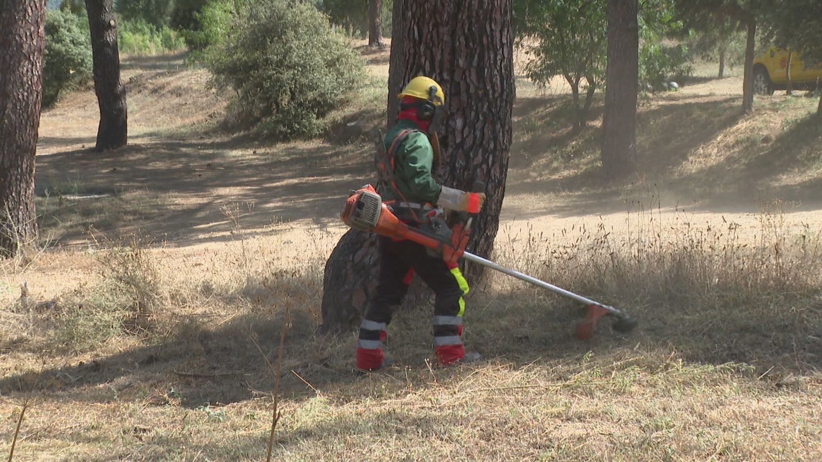 Desbroce en una zona forestal de Robledo de Chavela
