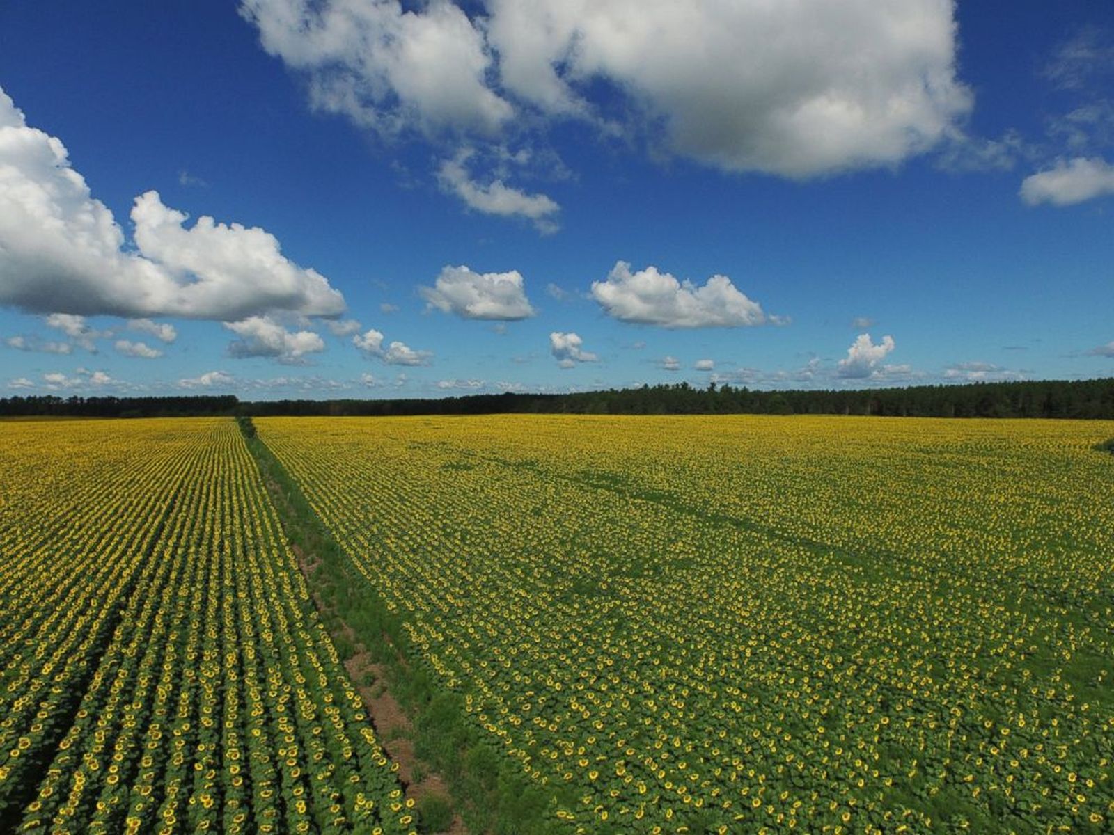 girasoles_32456.jpg