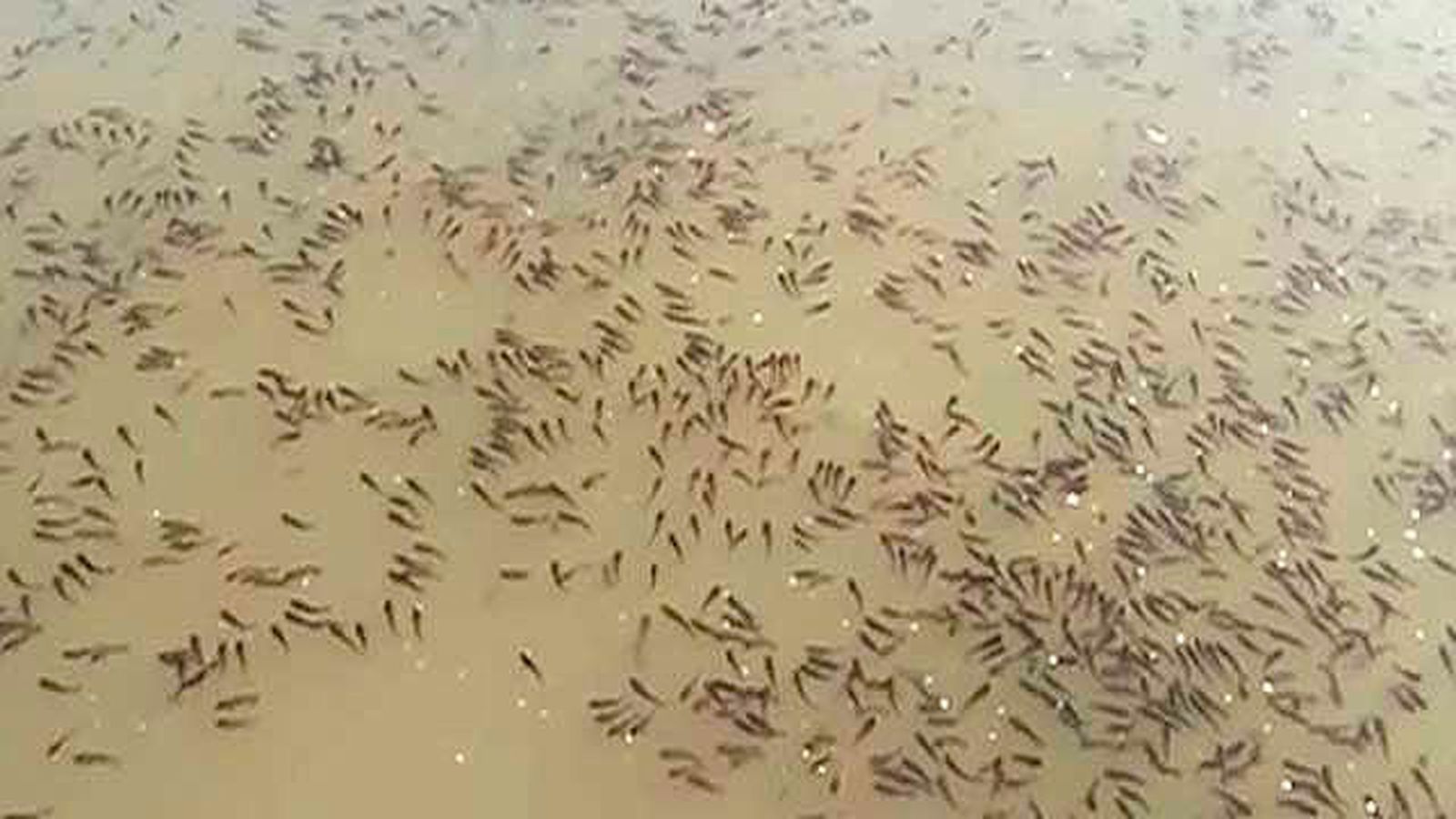Peces muertos flotando en el agua