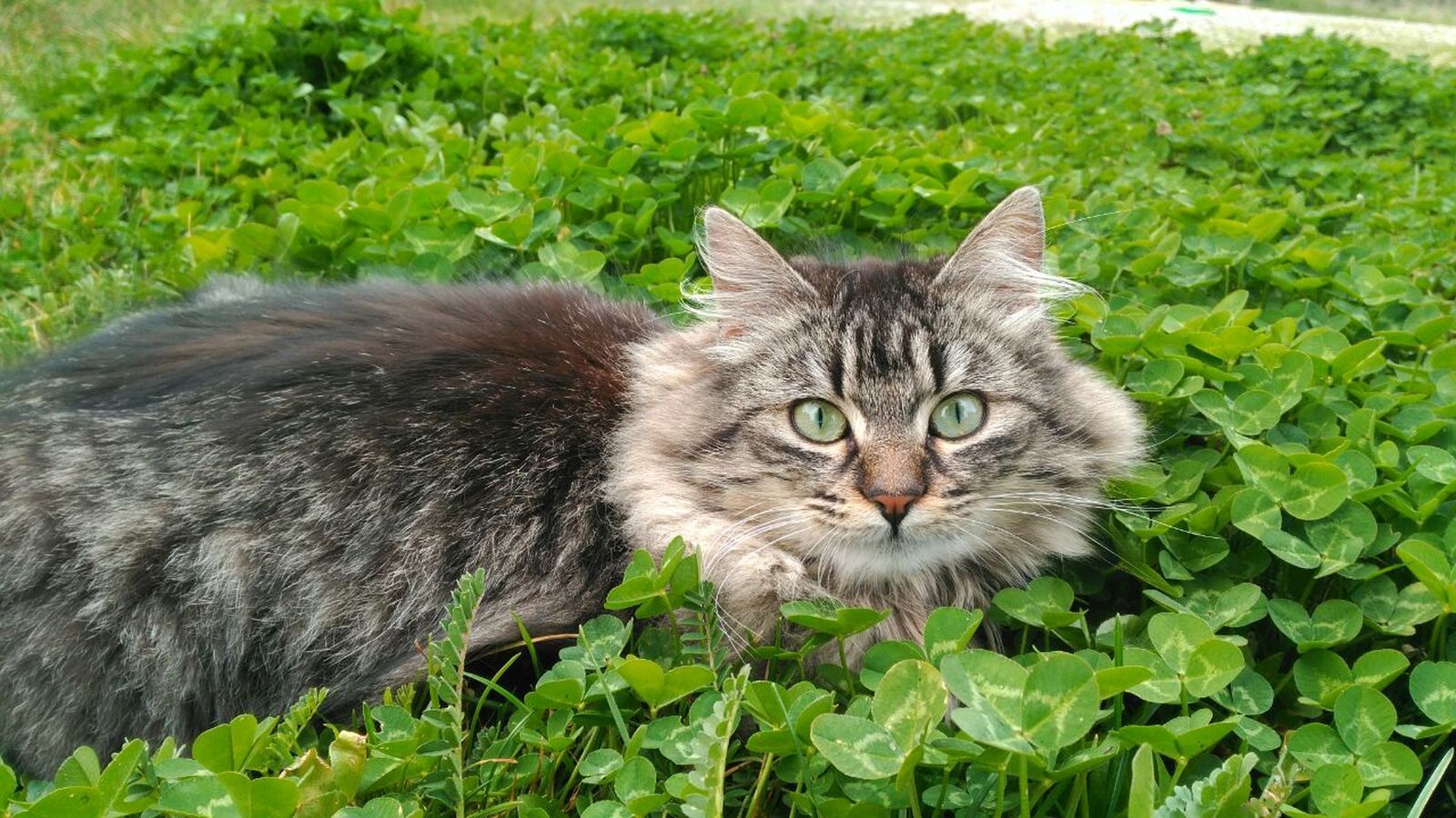 Galería de gatos