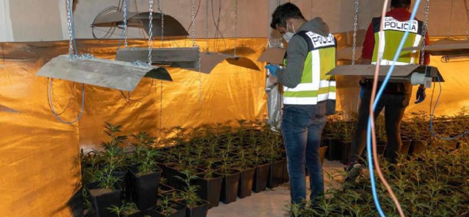 Plantación de marihuana incautada
