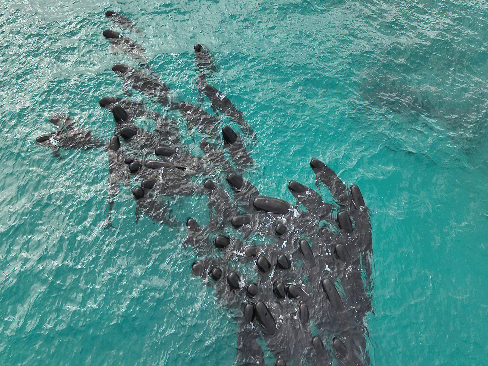 Al menos 51 ballenas piloto mueren tras quedarse varadas en una playa de Australia