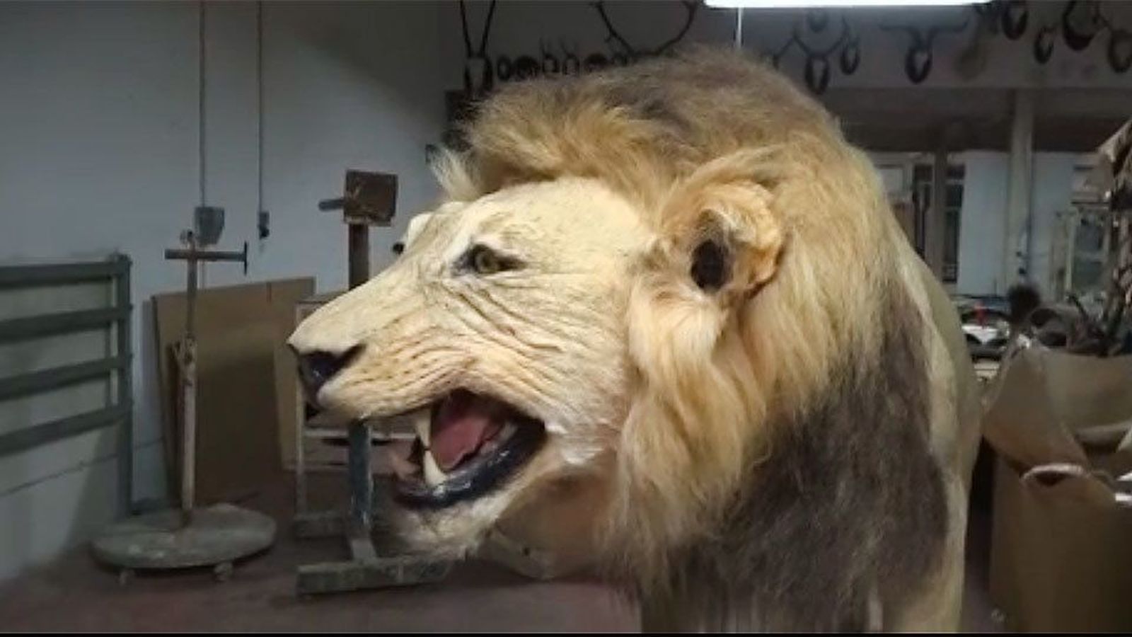 Taxidermia, el arte de disecar animales