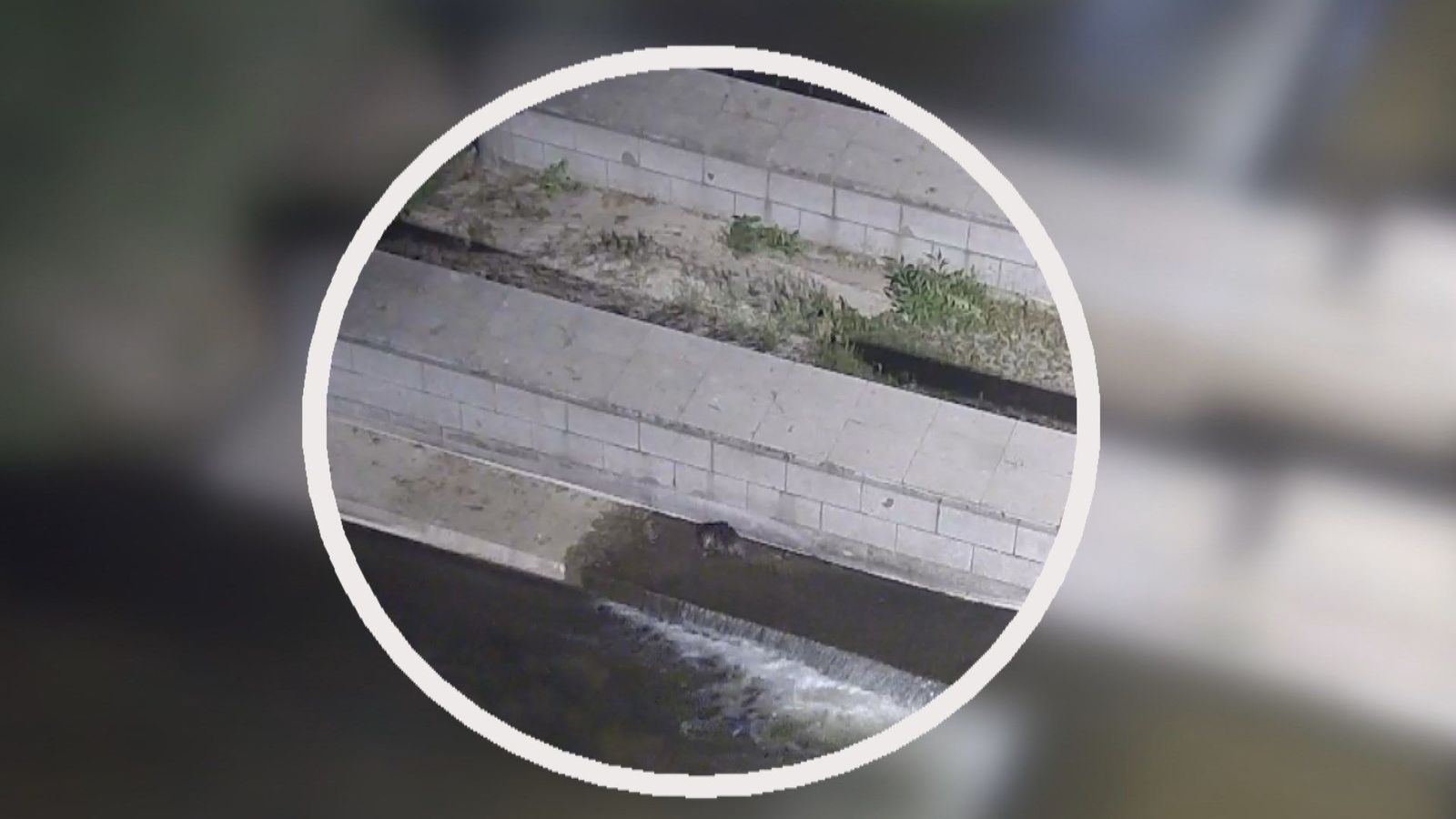 Las imágenes que demuestran que una década después vuelven las nutrias al Manzanares