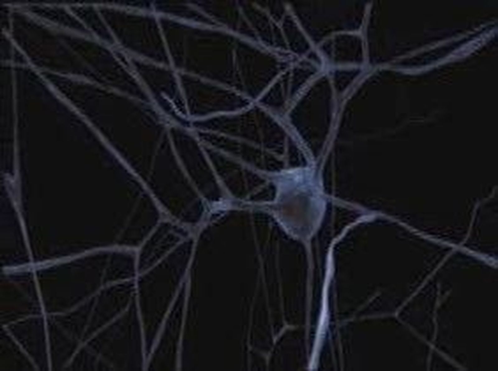 En busca del cerebro artificial