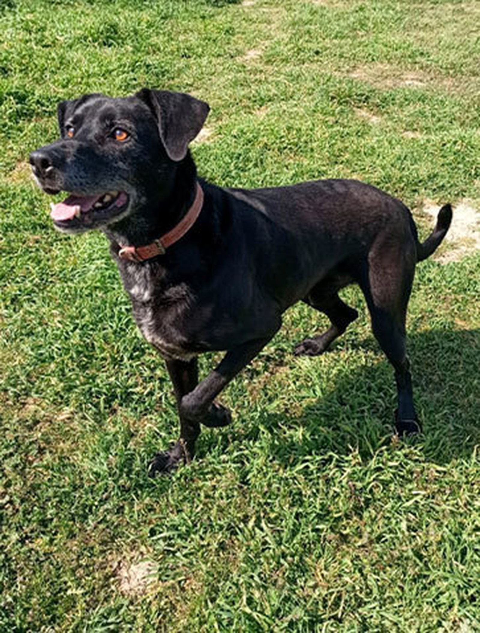 'Charrito' uno de los perros que Nuevo Baztán ofrece en adopción