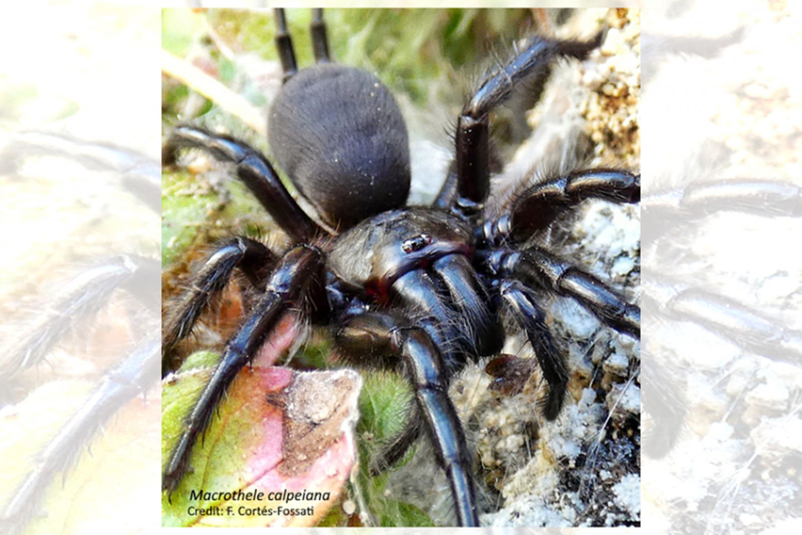 Araña negra del alcornocal o araña toro (Macrothele calpeiana)