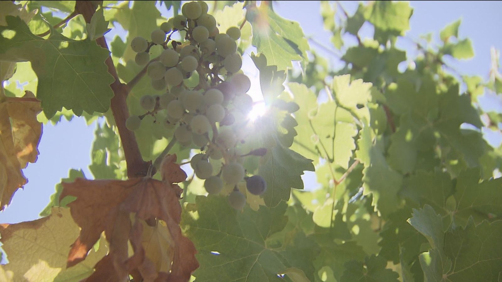 Los vinos de Madrid espera una cosecha espectacular, aunque menos ventas