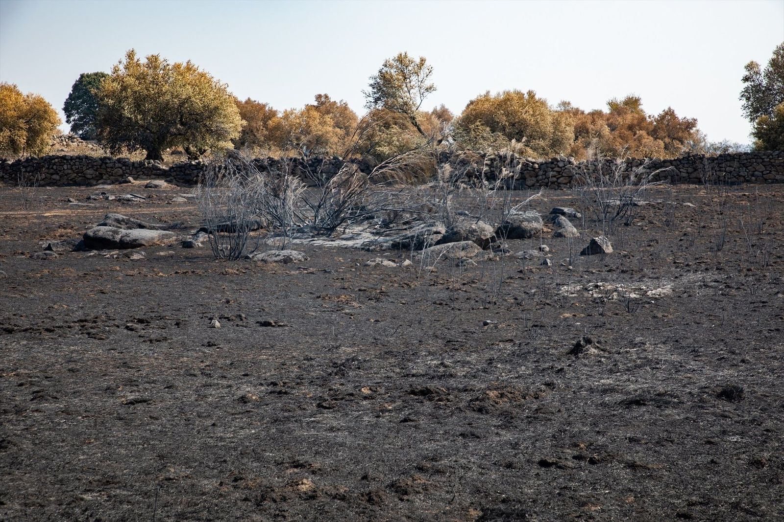¿Cuánto hay que esperar para ver brotes verdes en el terreno arrasado por el fuego?