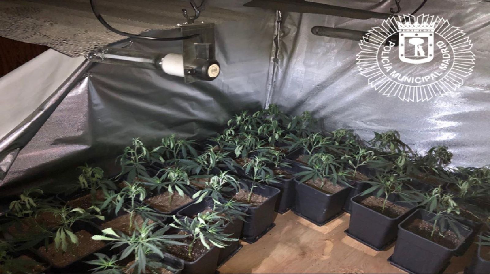 Marihuana