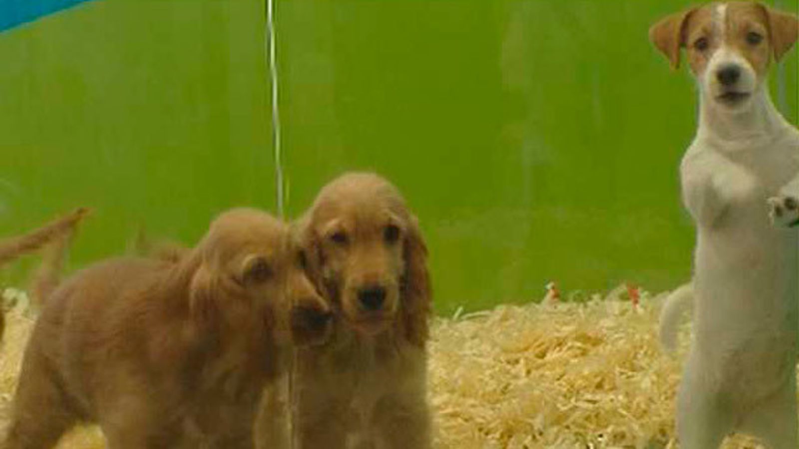 Venta de animales
