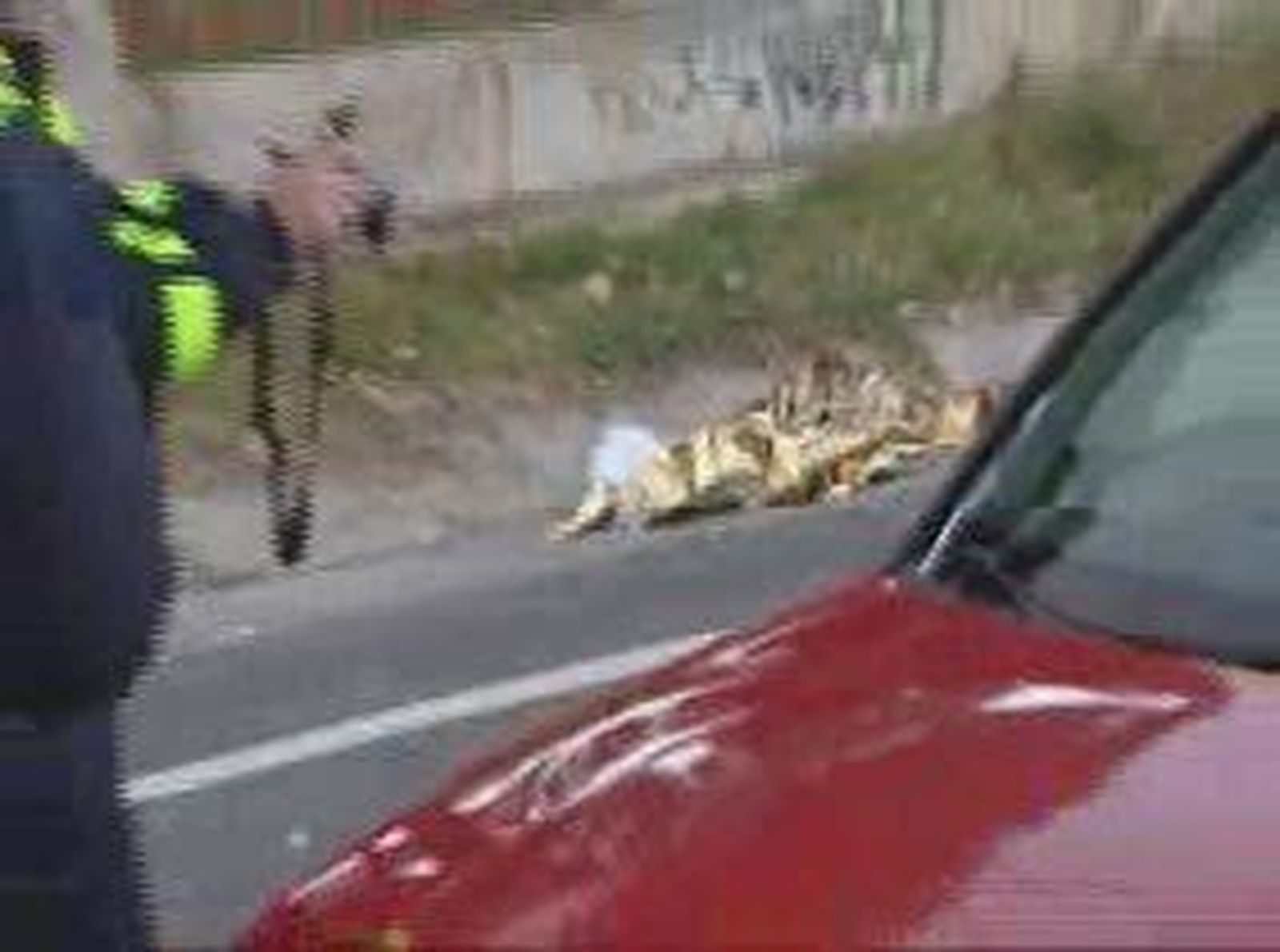 Muerta por atropello en Campamento