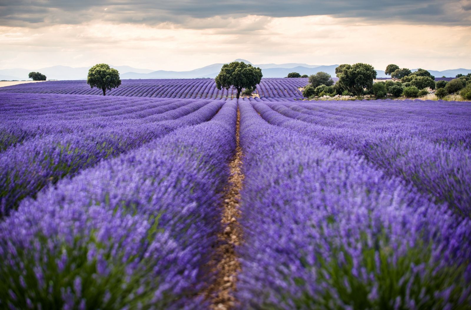 ¿Está en peligro el cultivo de lavanda en Europa?