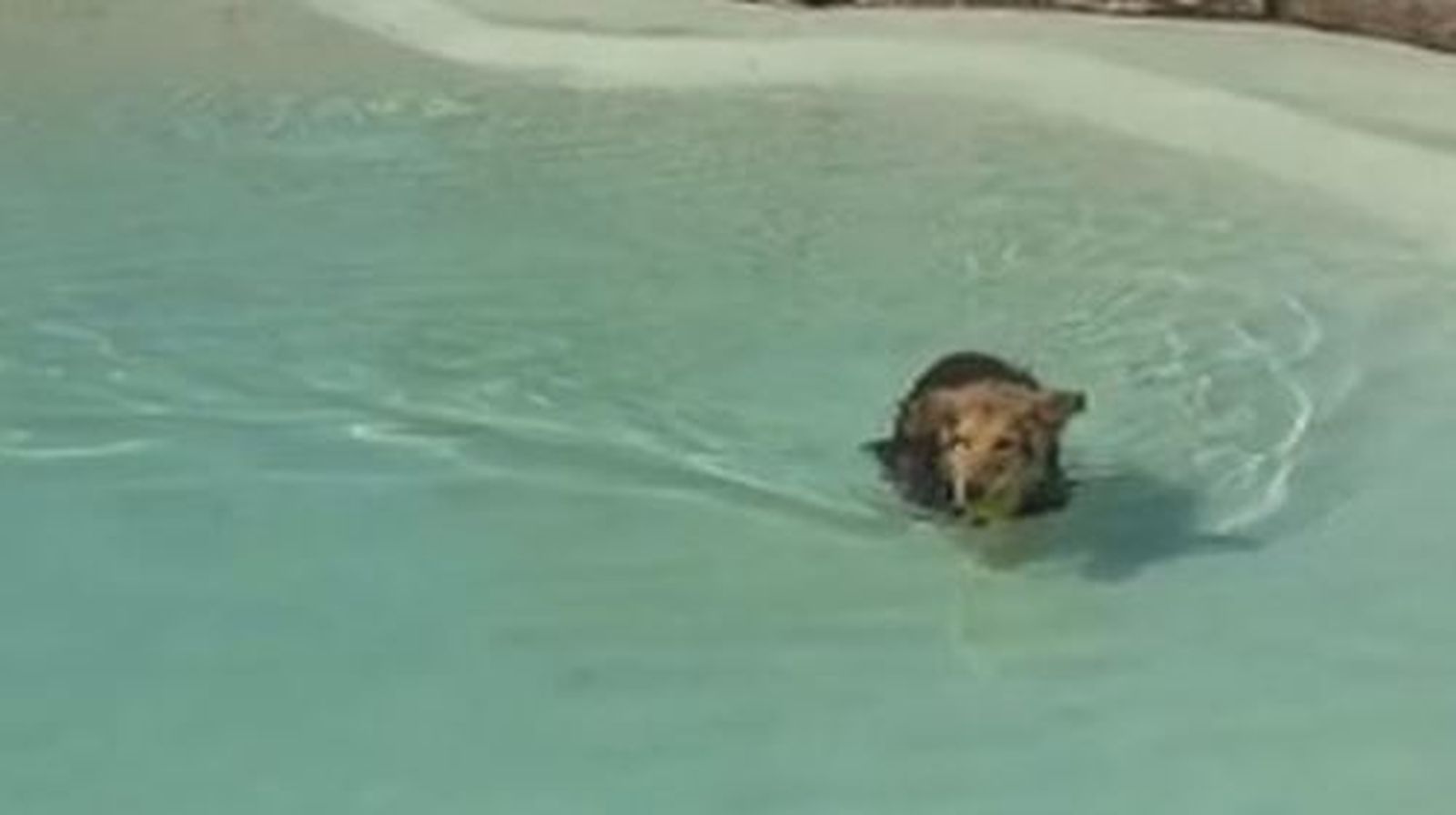 Perro en el agua
