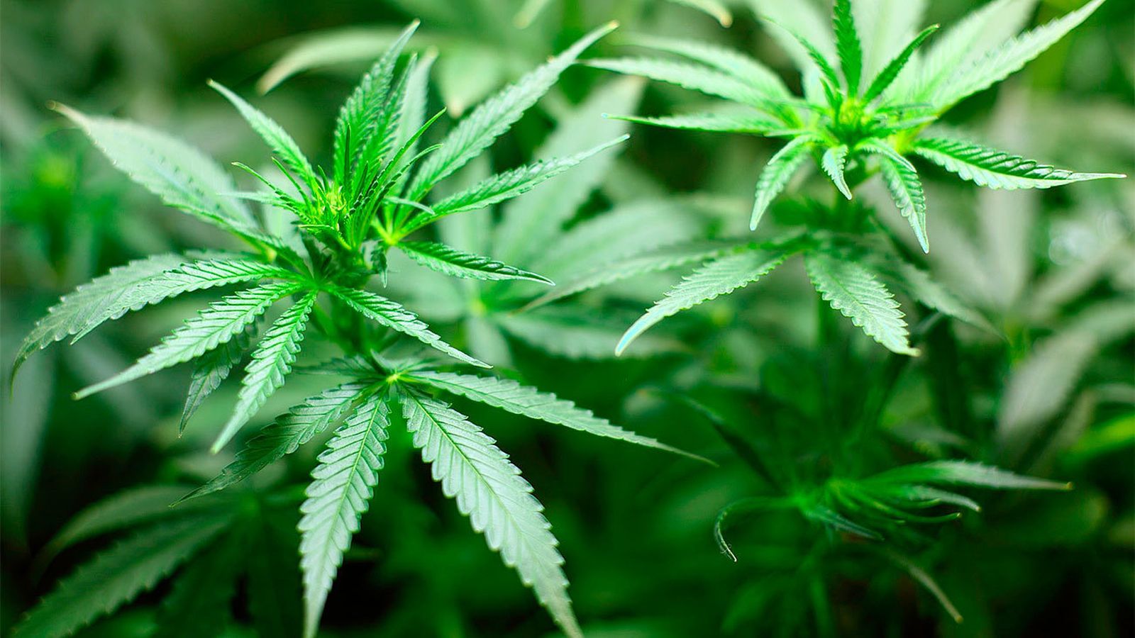 Una planta de marihuana