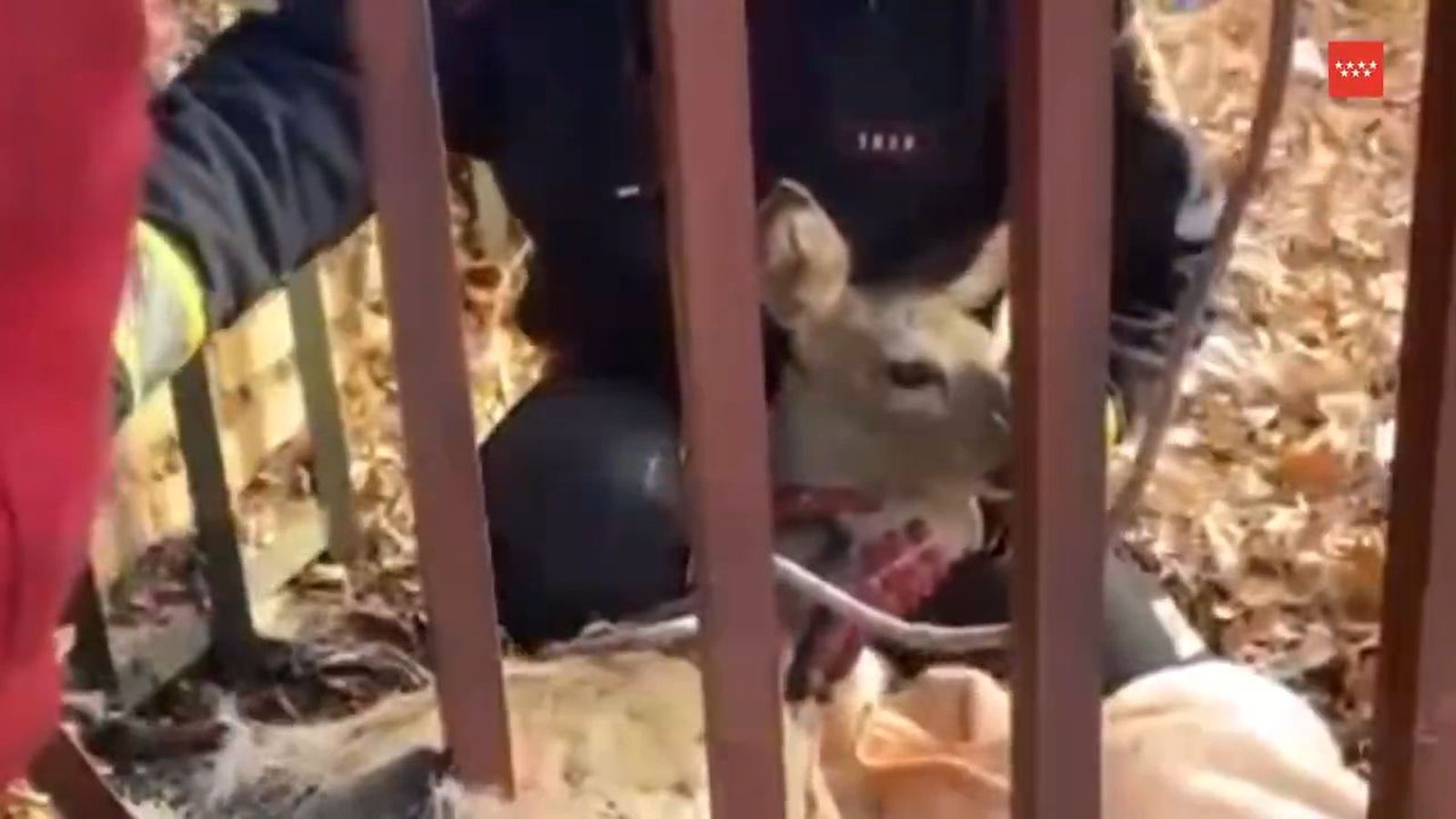Liberan a un corzo en Valdemorillo.