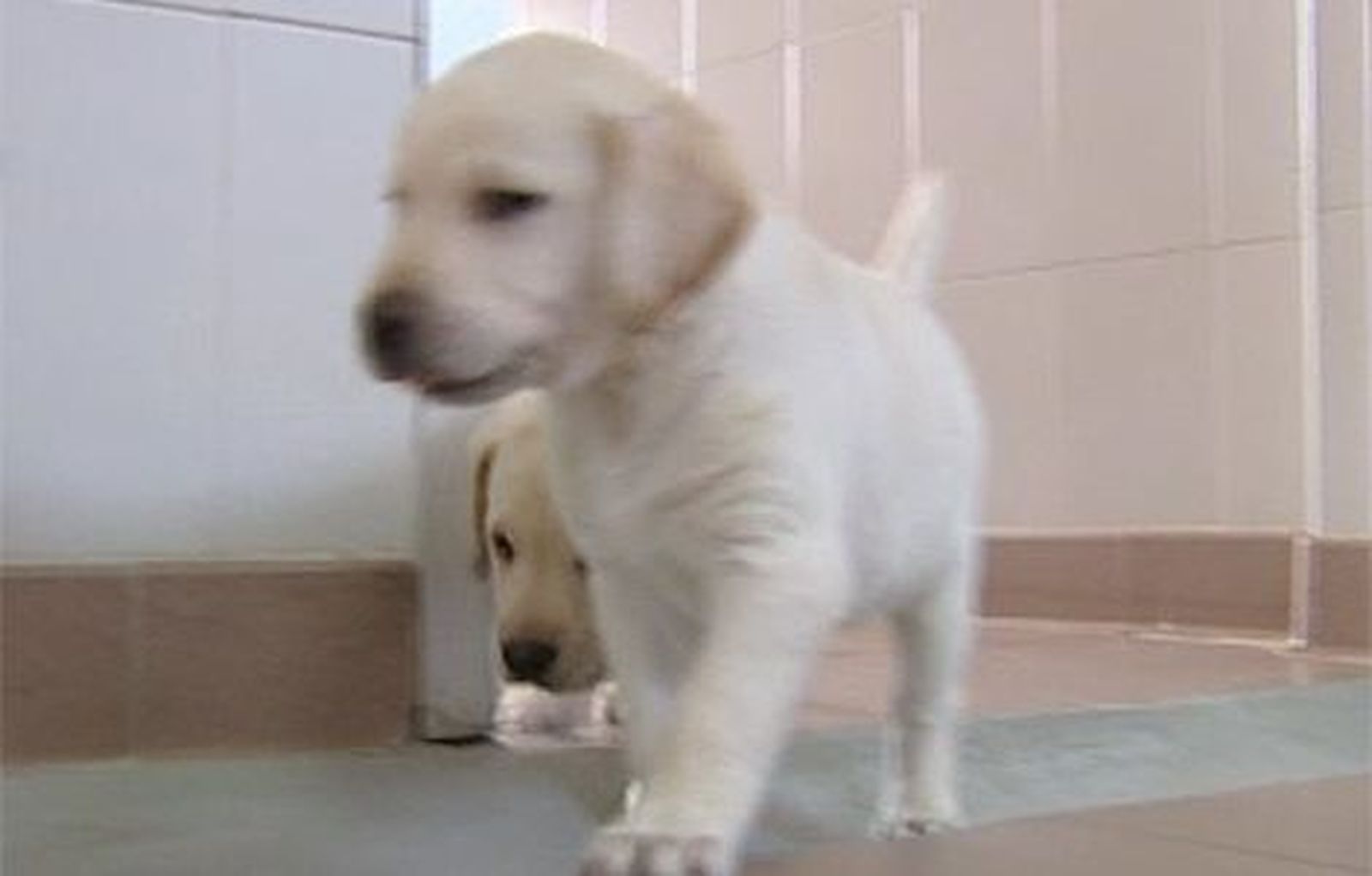 Más de 200 personas con discapacidad visual usan perros-guía en la Comunidad de Madrid