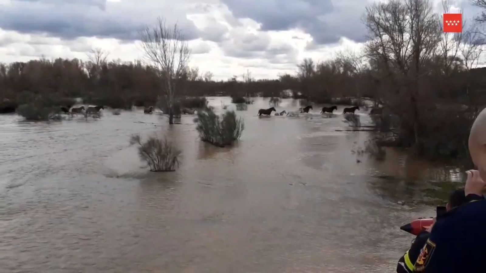 Los bomberos rescatan en Algete a 19 caballos, 2 burros y una vaca atrapados por la crecida del río Jarama