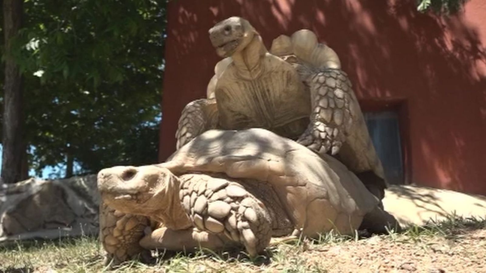 Así esterilizan a especies invasoras como la tortuga de Florida