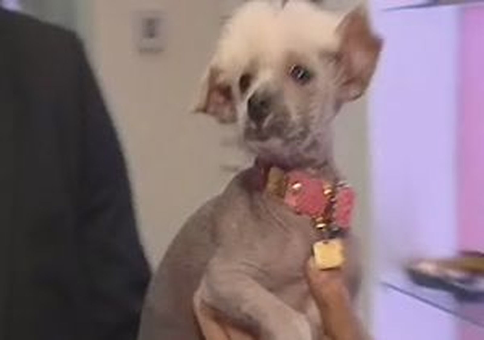 Perros de lujo