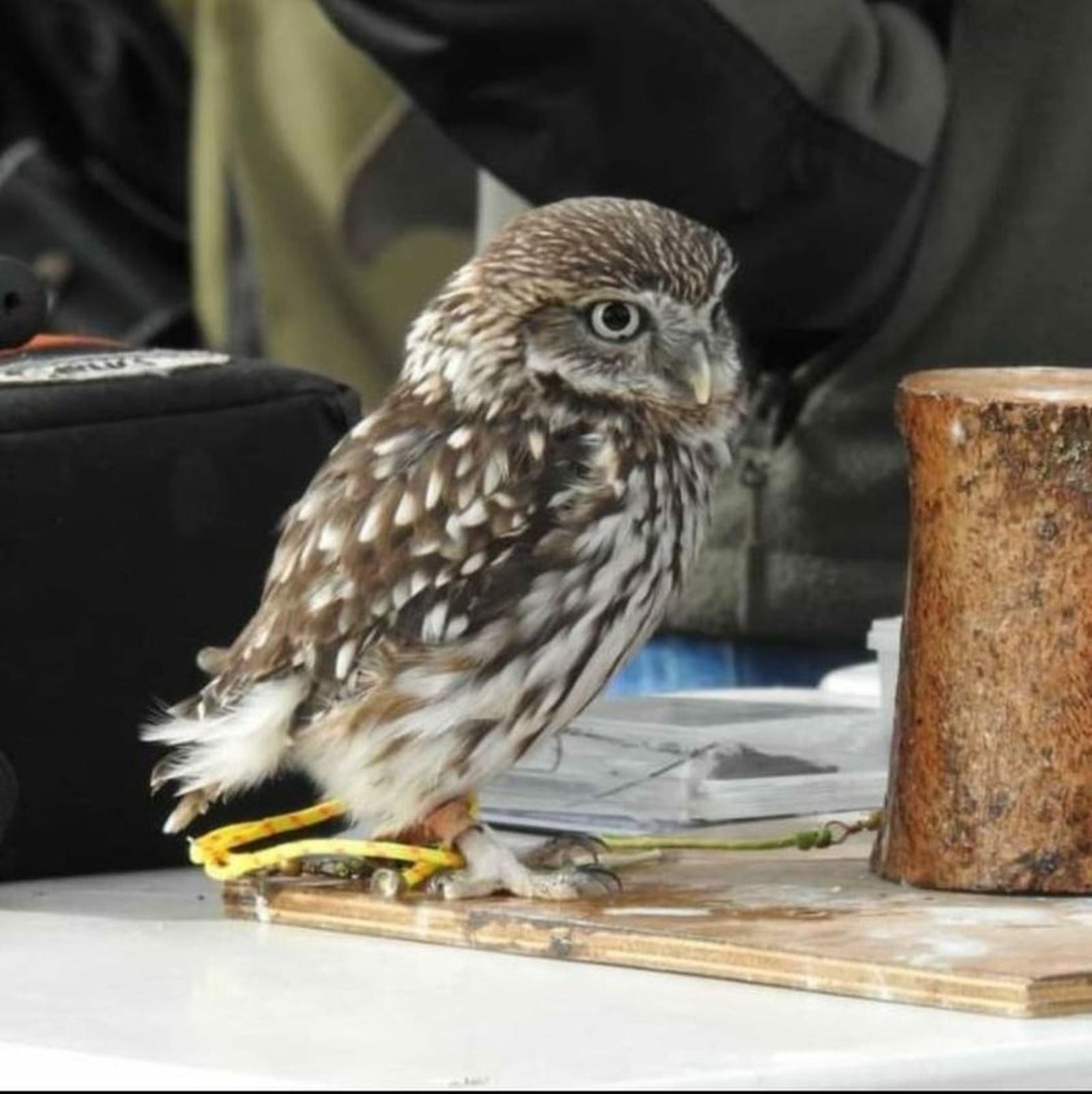 Mochuelo en el Centro de Rehabilitación de Fauna Salvaje en Navas
