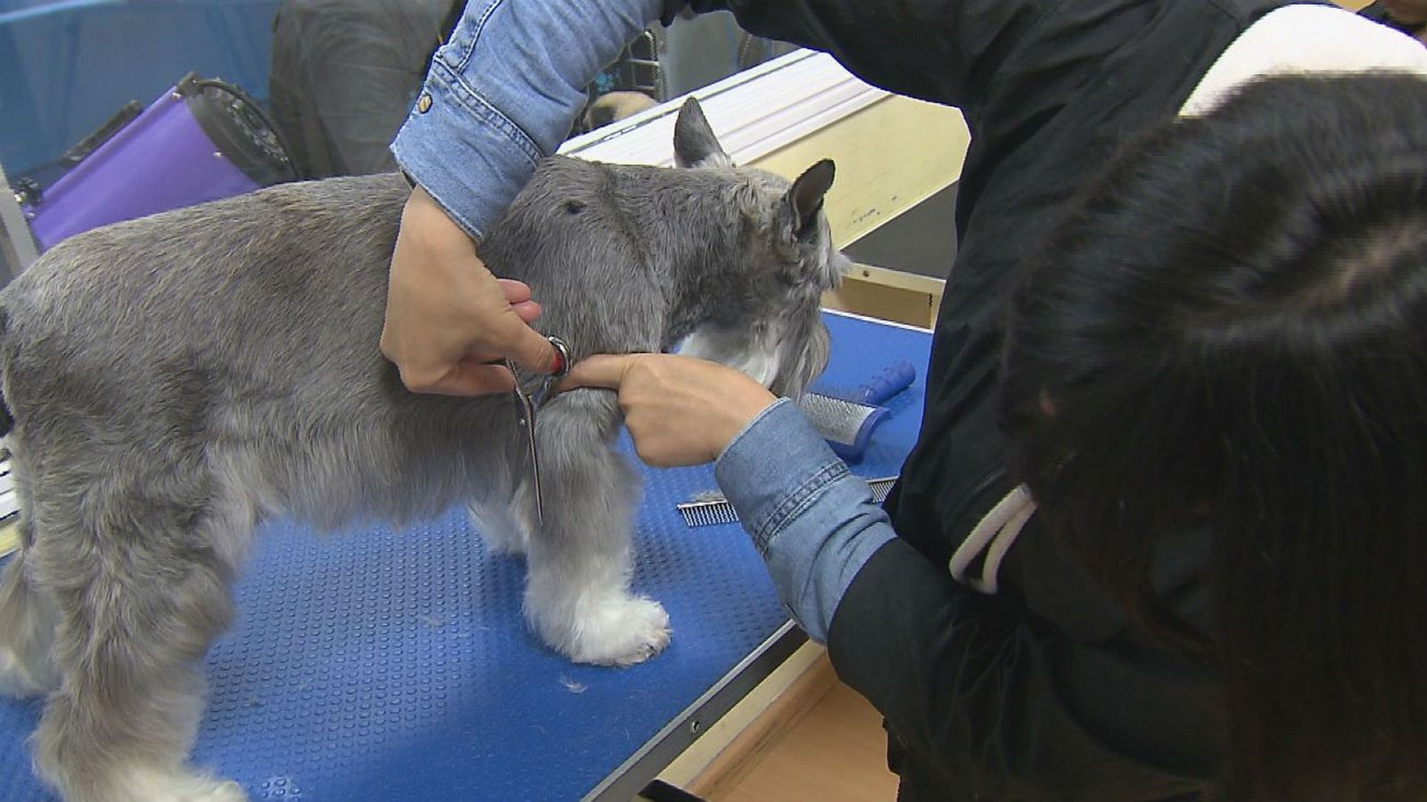 Auge del sector de las mascotas en Madrid