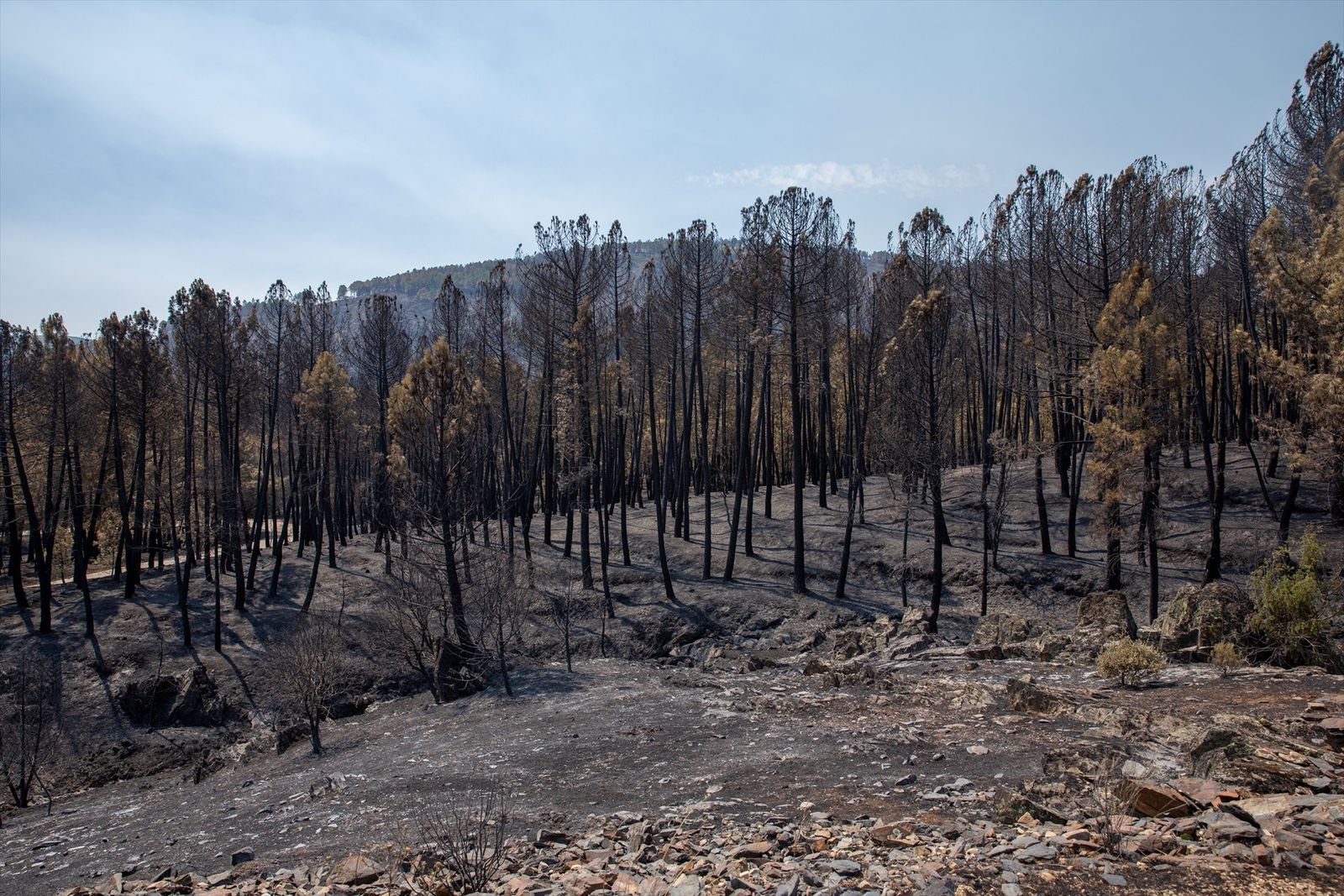 Zona calcinada por el incendio de La Mierla