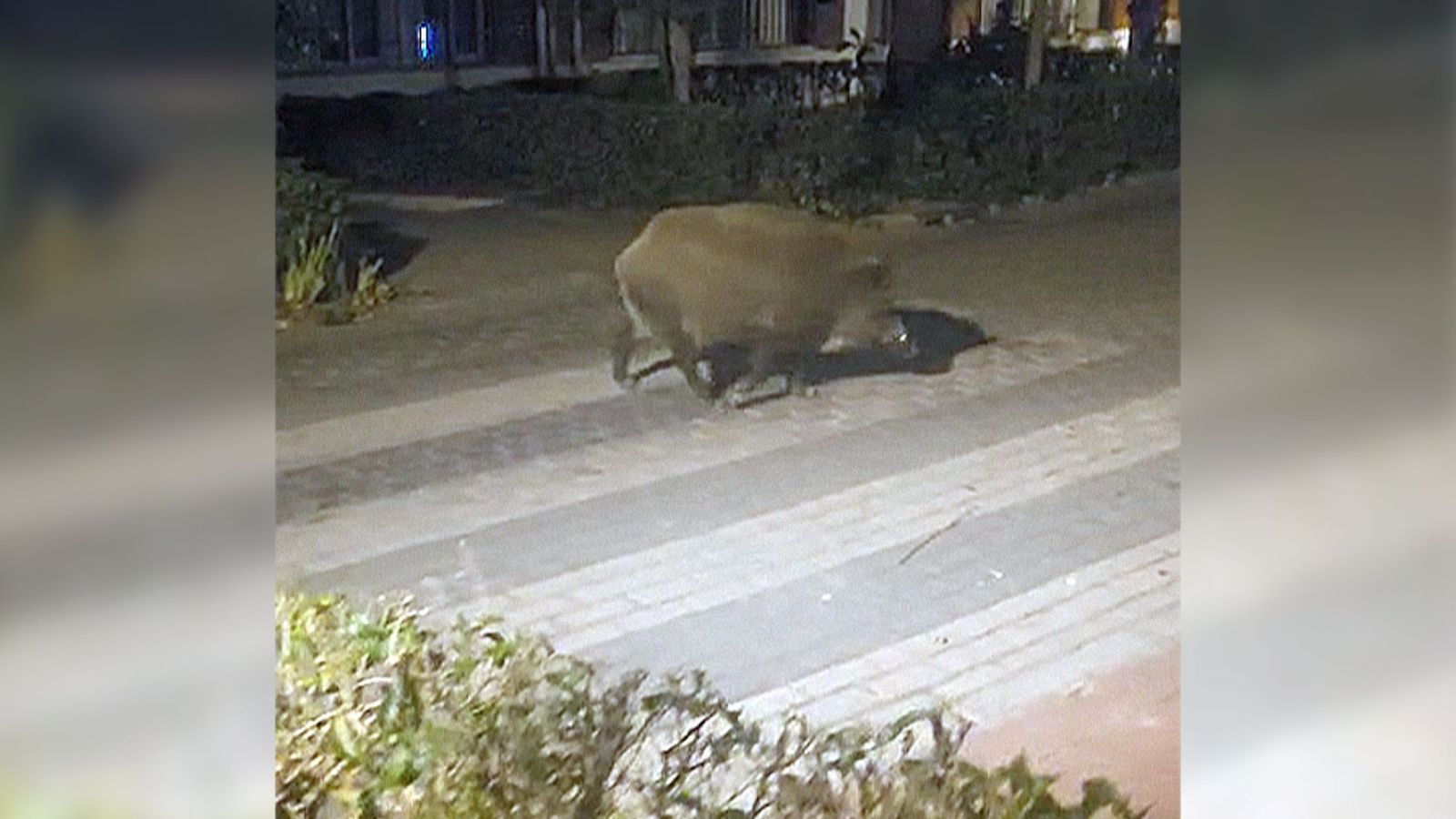 Atemorizados por la llegada masiva de jabalíes en El Pardo