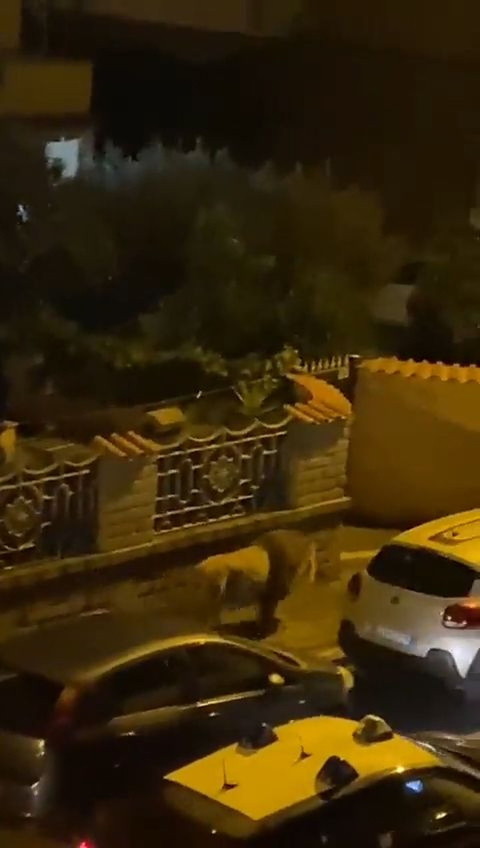 León escapa de circo