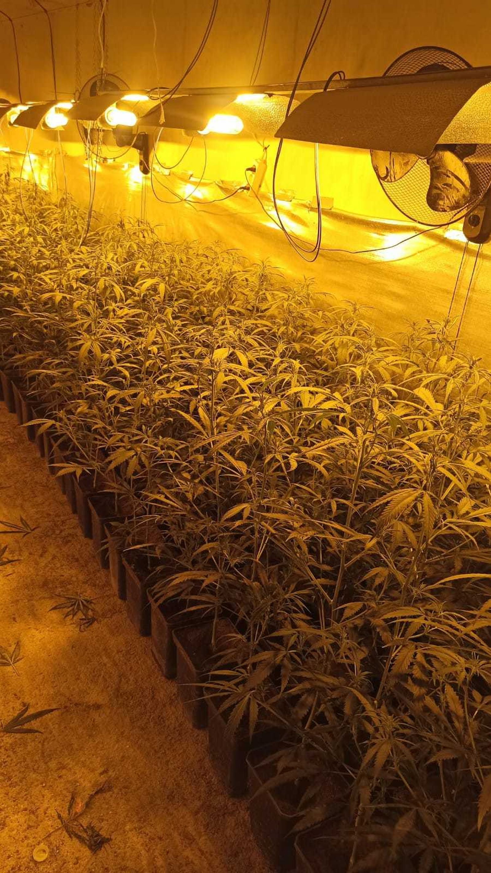 Nueva plantación de marihuana intervenida por la Policía Municipal de Móstoles