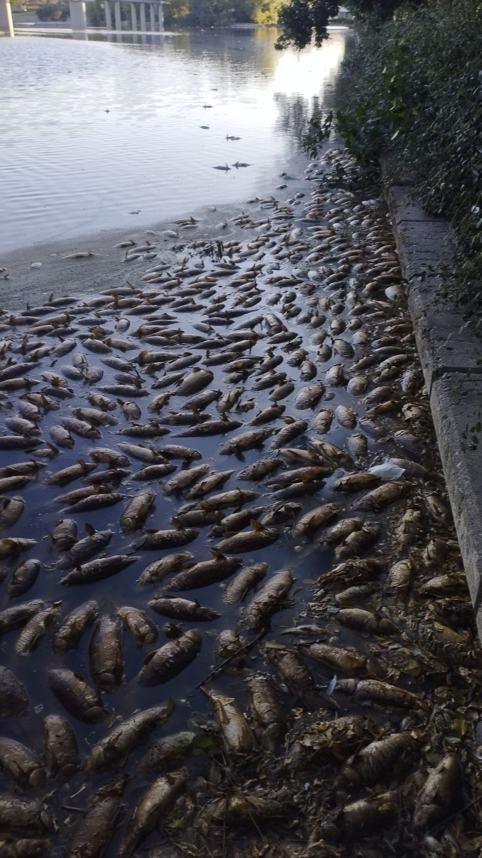 El Ayuntamiento de Madrid analiza la mortandad de peces en el lago del parque Juan Carlos I