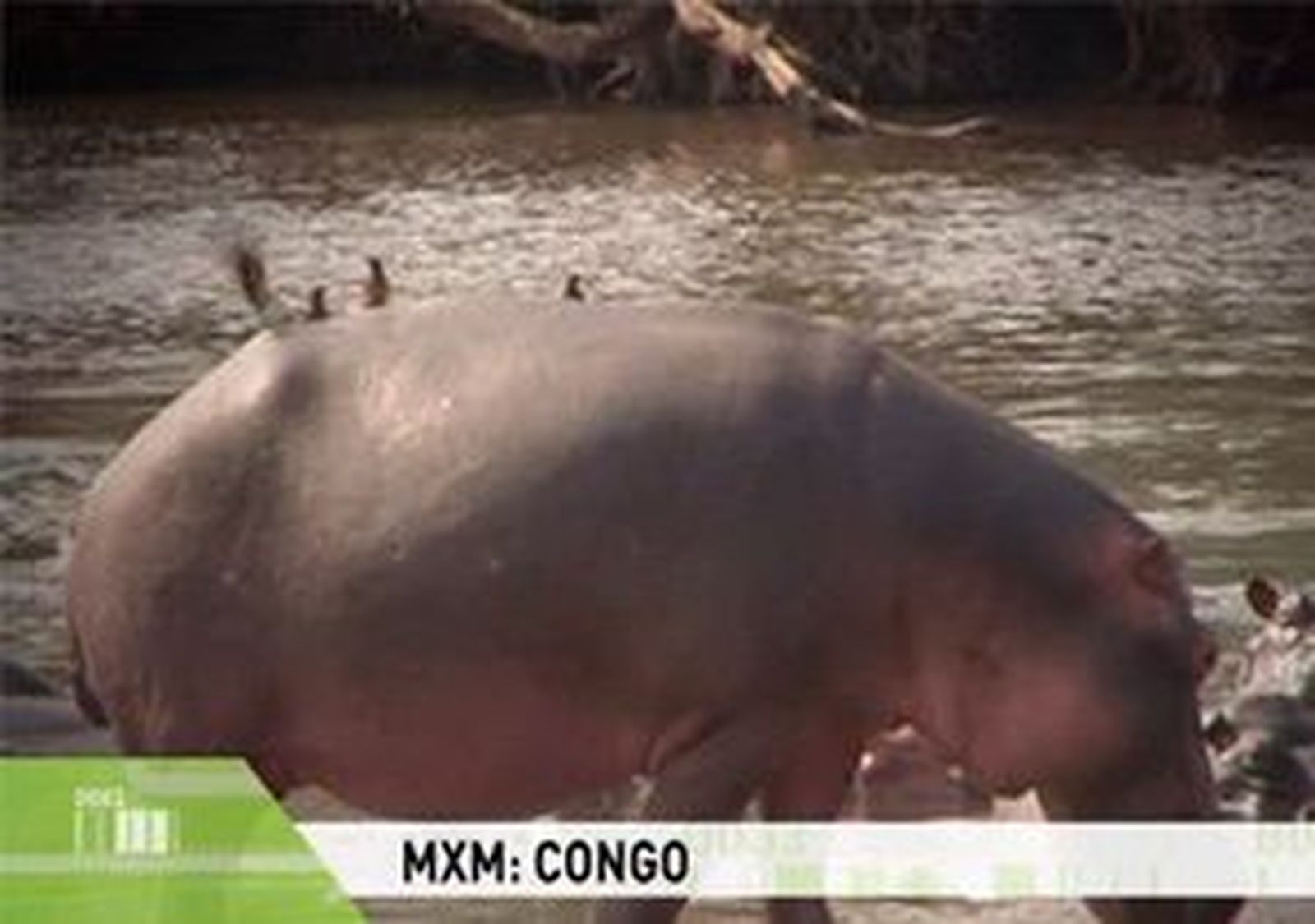 MxM: Esta noche nos vamos al Congo