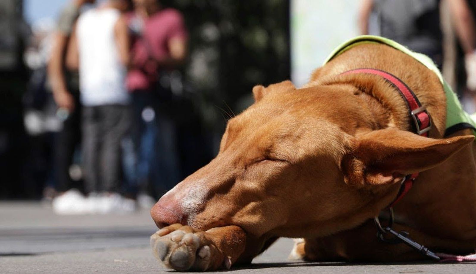 Estos perros abandonados buscan un hogar