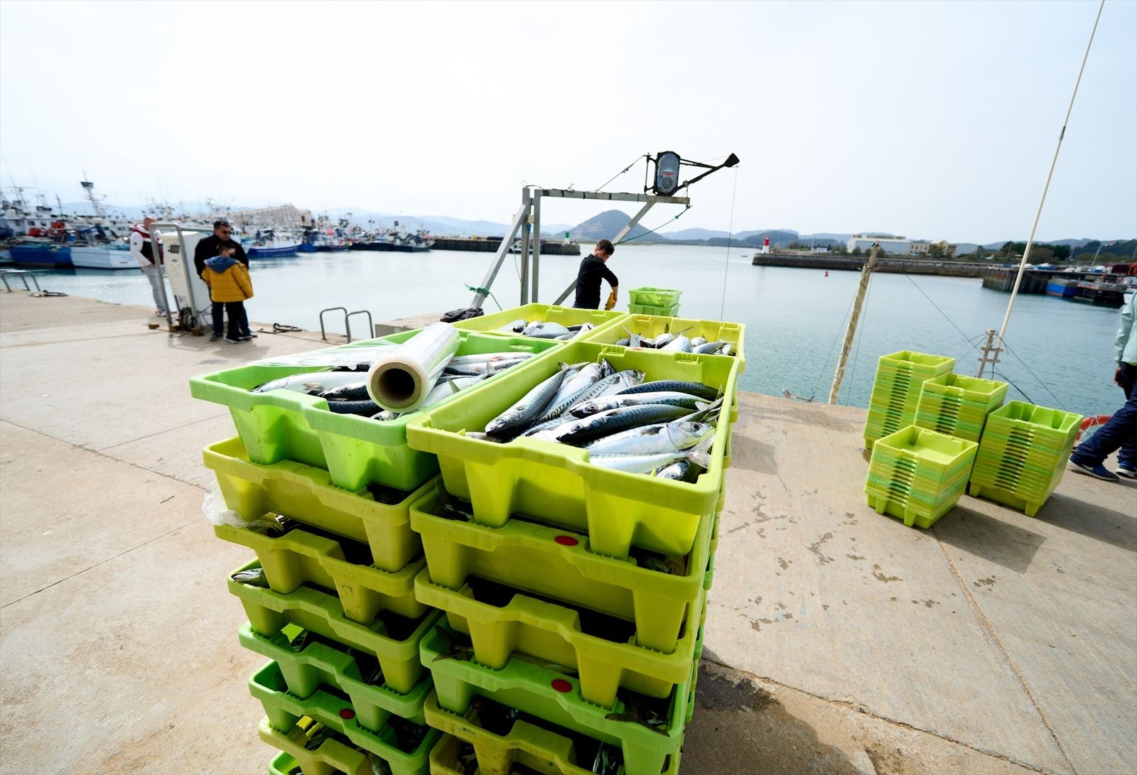 Cajas de pescado