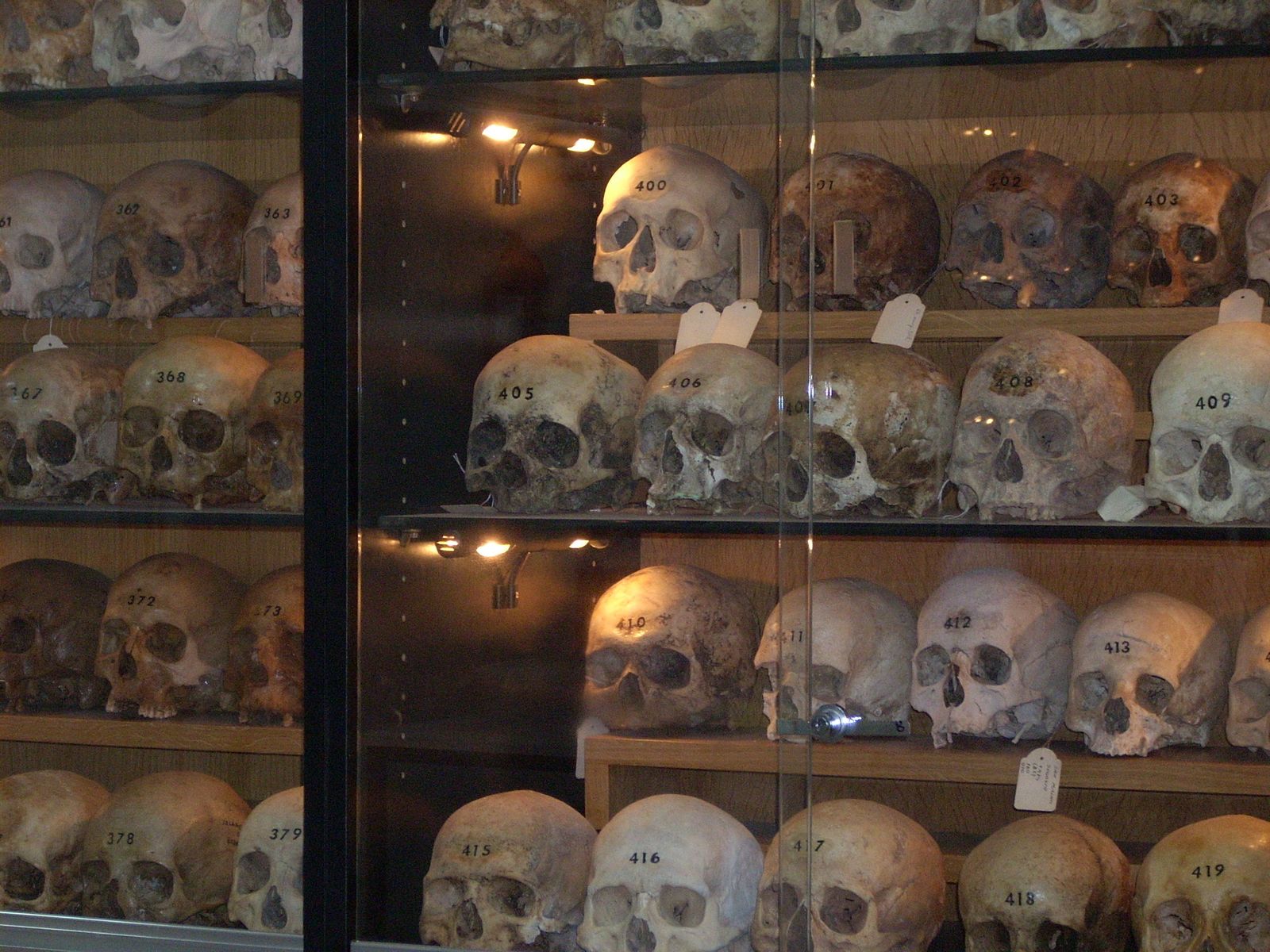 Colección de cráneos