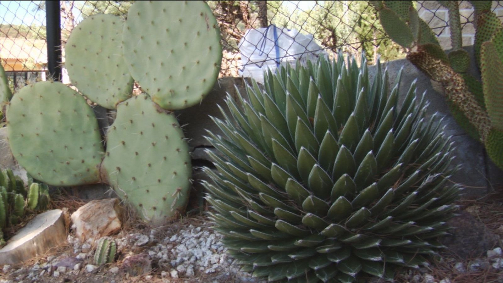 La curiosa afición de un vecino de Villa del Prado por los cactus
