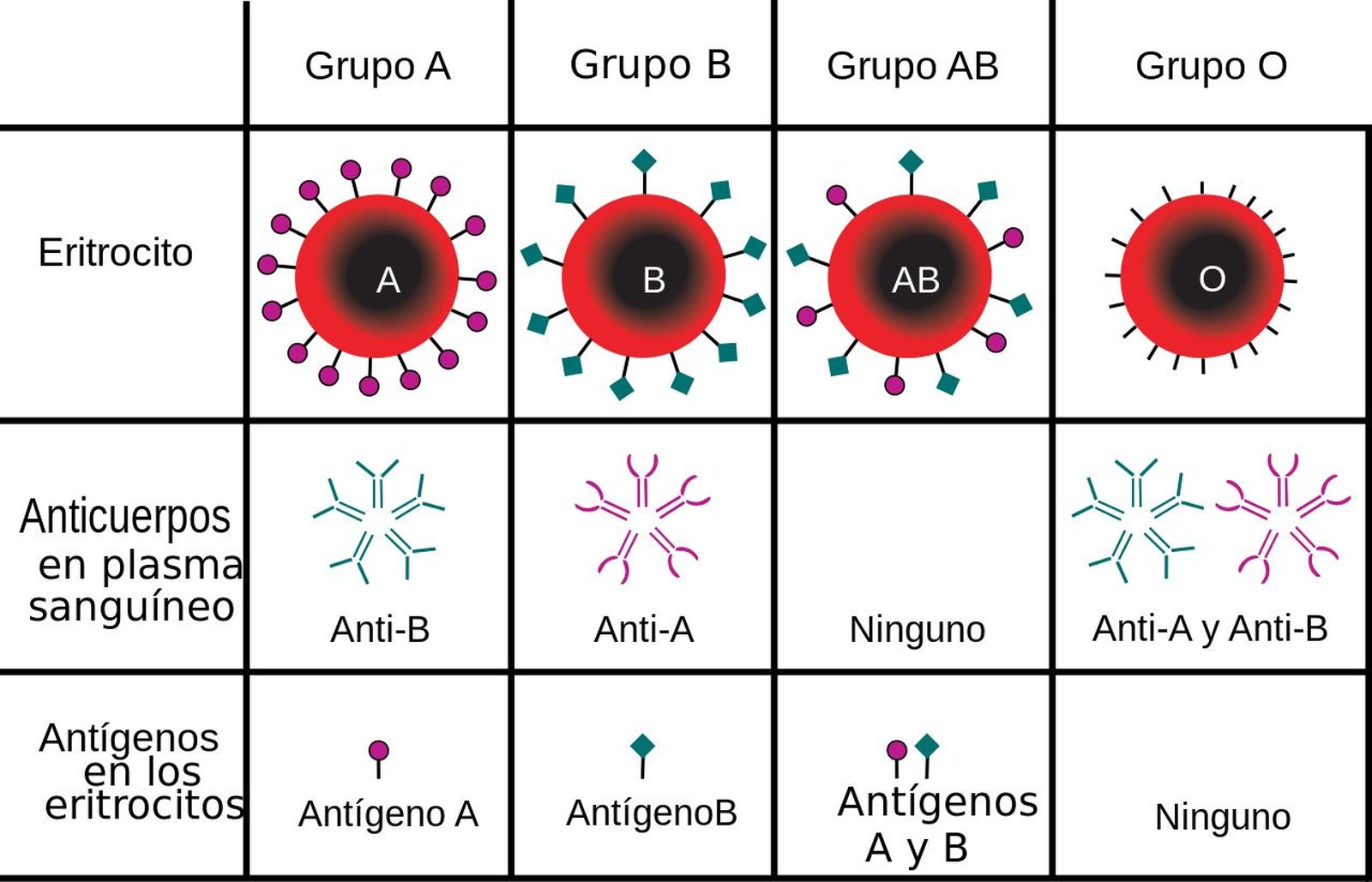 Grupos sanguíneos A, B, AB y 0