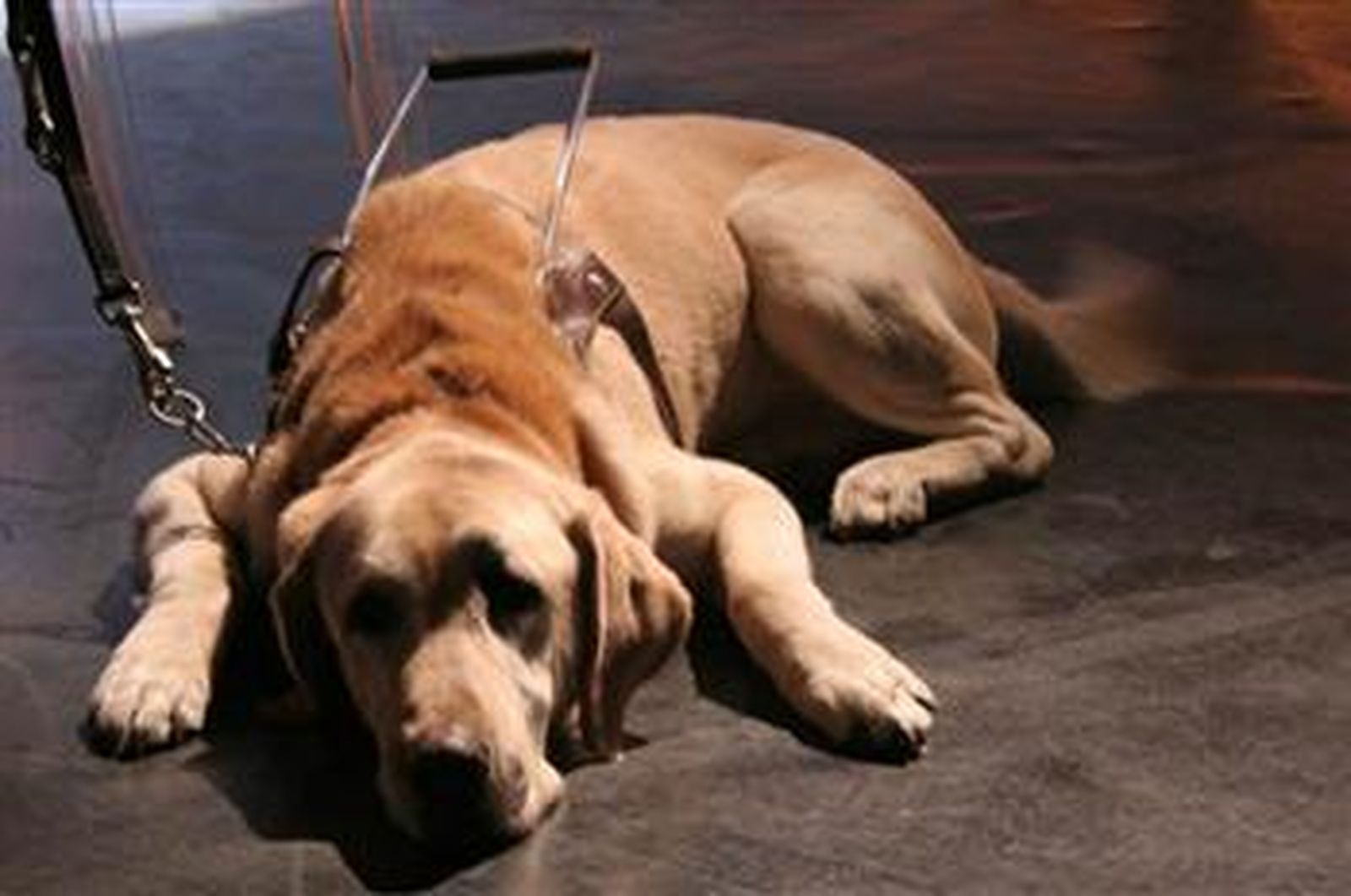 once_perros