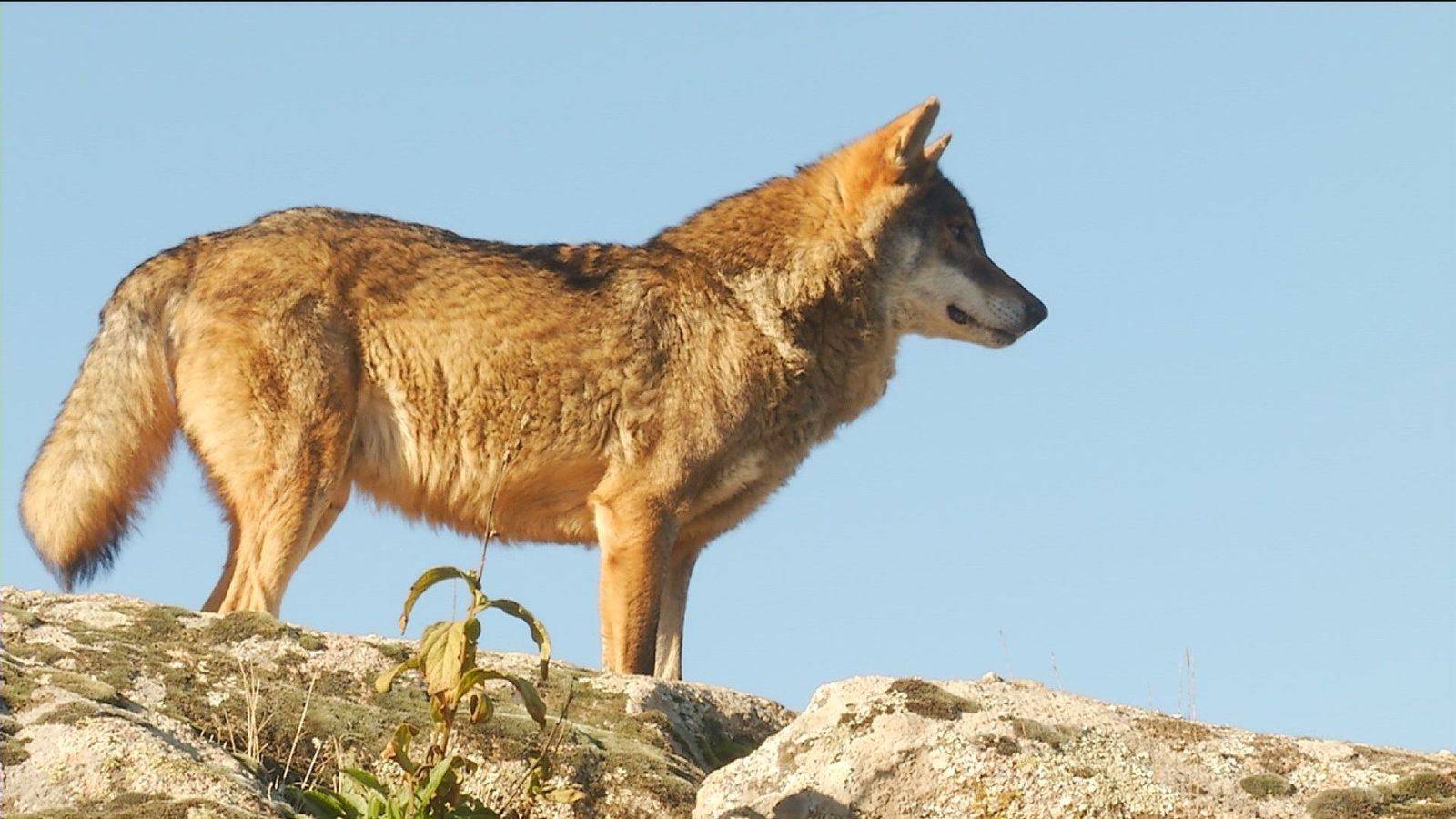 Atropellado un lobo en Madrid, donde quedan unos 40 ejemplares