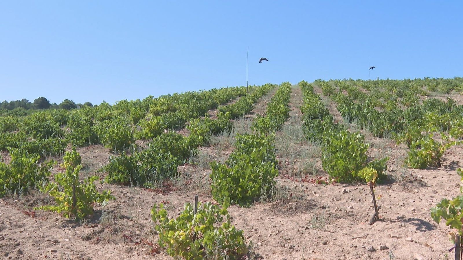 Los viticultores de San Martín de Valdeiglesias afrontan la vendimia mas complicada de su historia