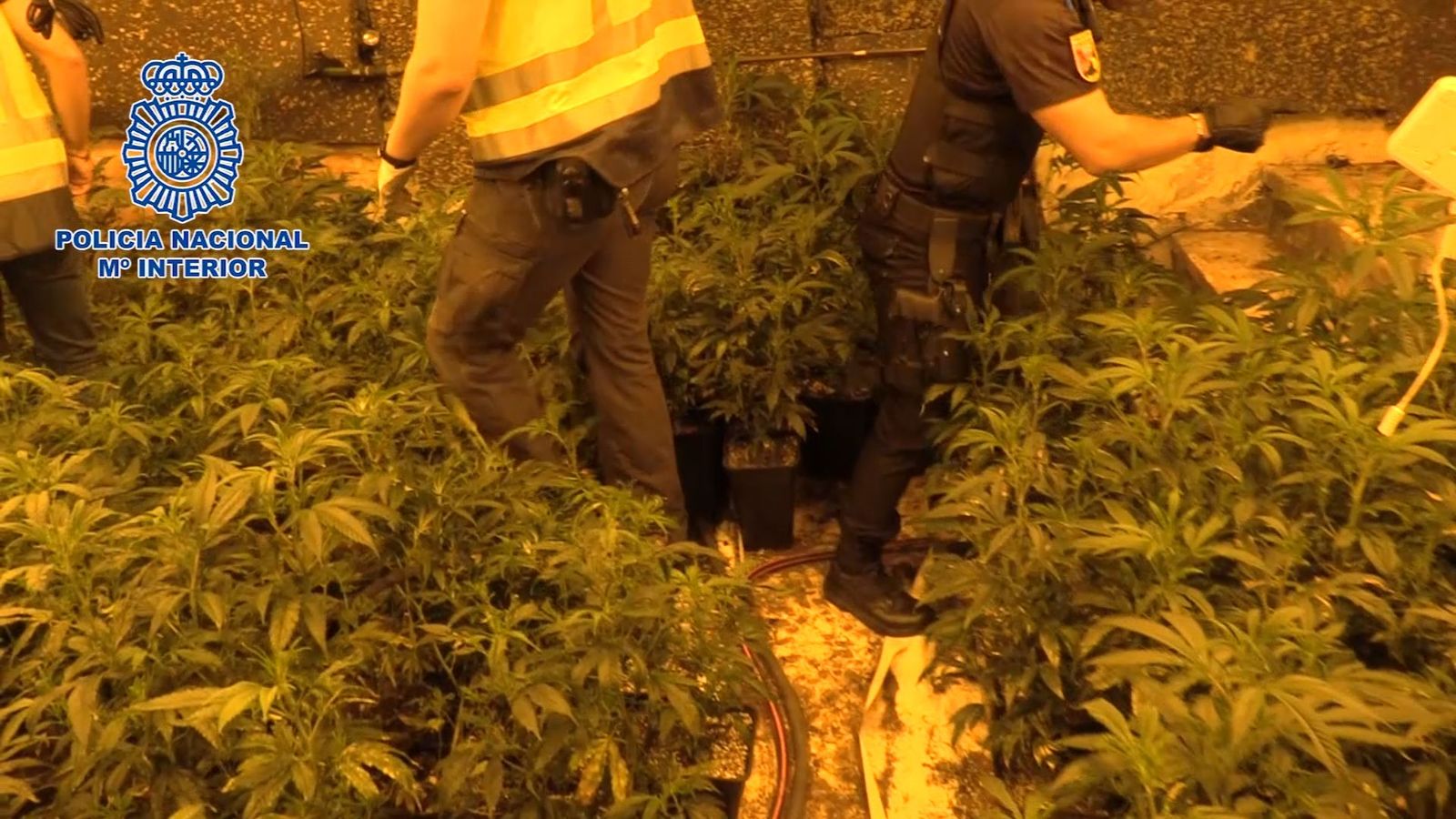 Coslada y San Blas: 19 detenidos y desmanteladas siete plantaciones de marihuana indoor